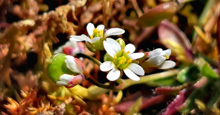  An Bosán Anagair Erophila verna