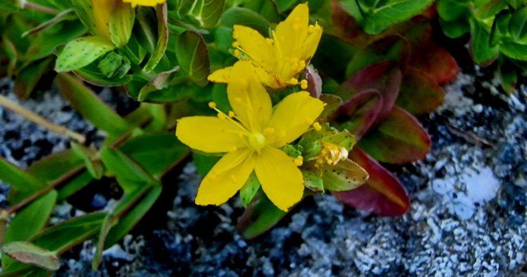  An Beathnua Sraoilleach Hypericum humifusum