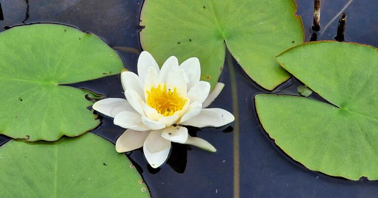  An Bacán Bán Nymphaea alba
