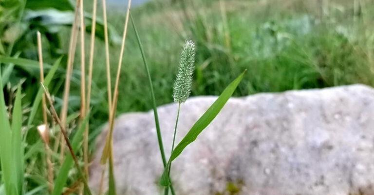  An Féar Capaill Phleum pratense