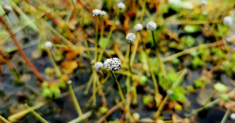  An Pibín Uisce Eriocaulon aquaticum