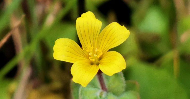  Luibh an Chiorraithe Hypericum elodes