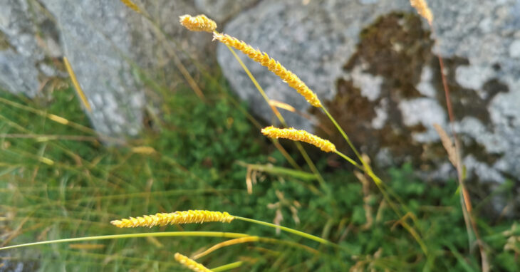  Tráithnín Coinfhéar Cynosurus cristatus
