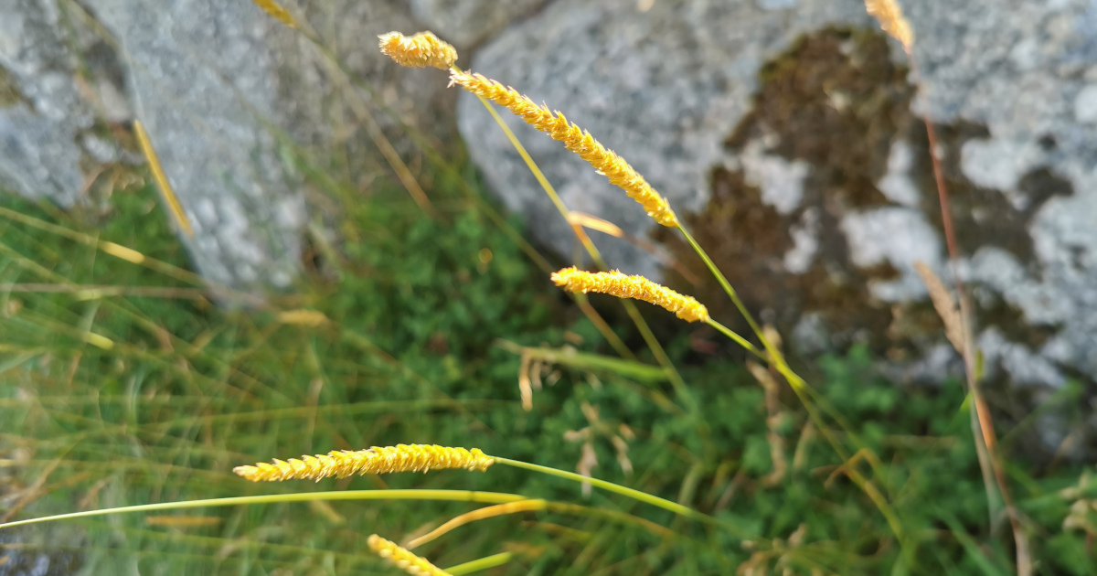 You are currently viewing Tráithnín Coinfhéar