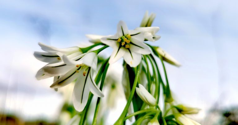  An Glaschreamh Allium triquetrum