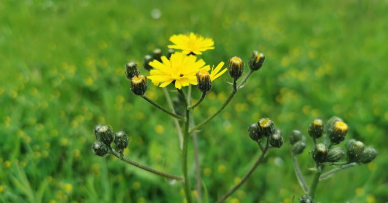  An Bleachtán Mín Sonchus oleraceus