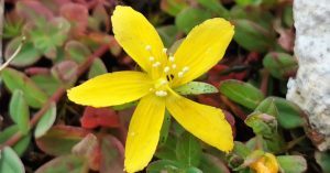 Read more about the article An Beathnua Sraoilleach*