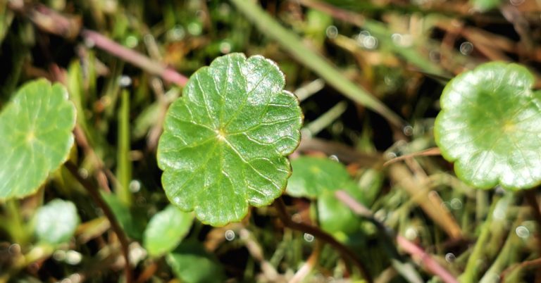  Lus na Pingine Hydrocotyle vulgaris