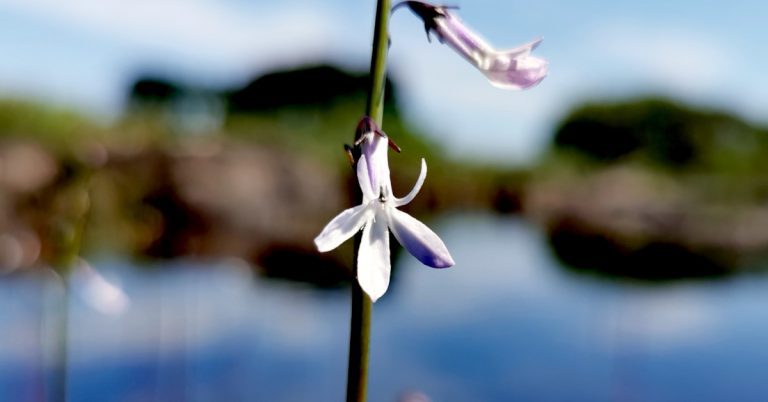  Plúr an Locháin Lobelia dortmanna