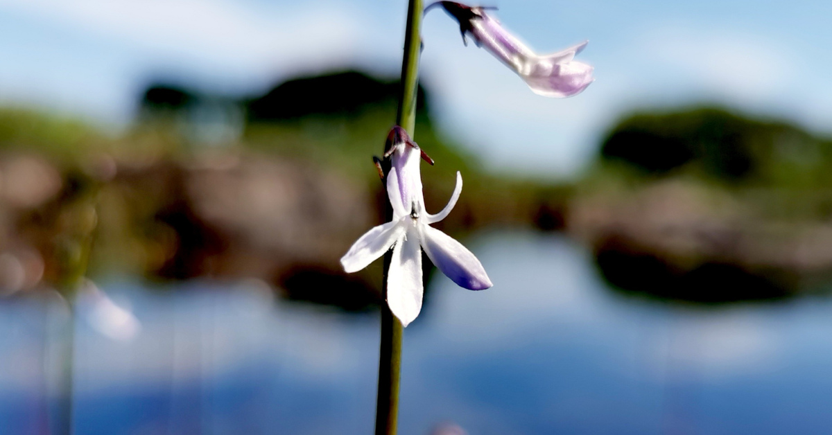 You are currently viewing Plúr an Locháin