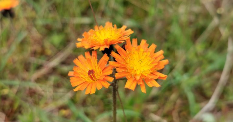  An Searbh Dearg Pilosella aurantiaca