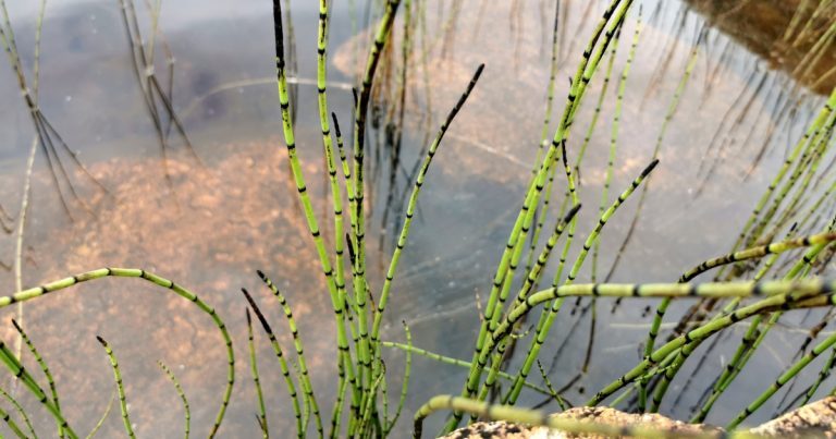  An Scuab Eich Uisce Equisetum fluviatile