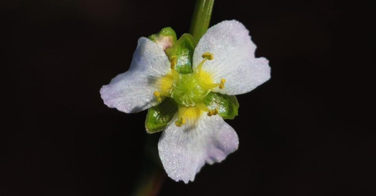  An Chorrchopóg Alisma plantago-aquatica