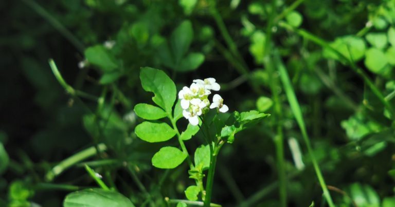  An Biolar Nasturtium officinale