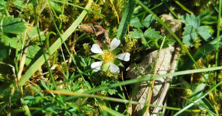 An tSú Talún Bhréige  Potentilla sterilis