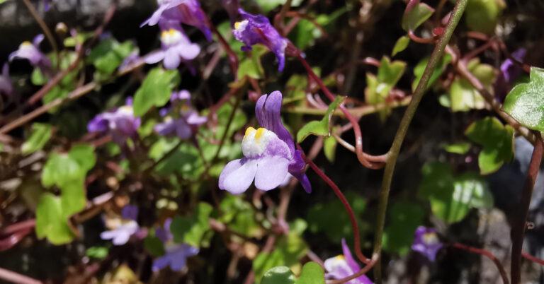  An Buaflíon Balla Cymbalaria muralis