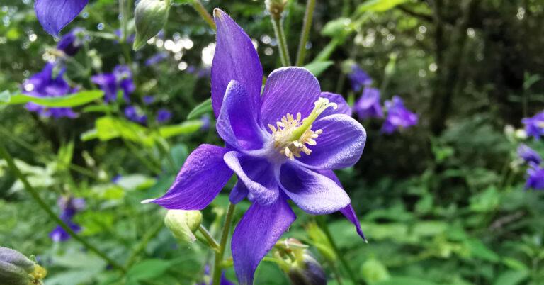  An Colaimbín Aquilegia vulgaris