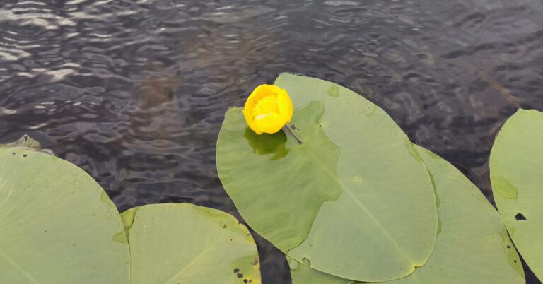  An Cabhán Abhann Nuphar lutea