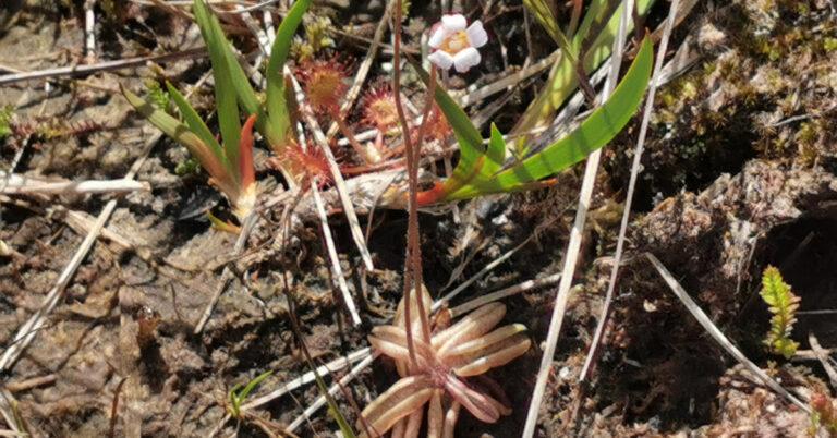  An Leith Uisce Bheag Pinguicula lusitanica