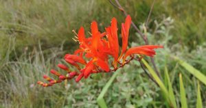 Read more about the article Crocosmia ‘Lucifer’