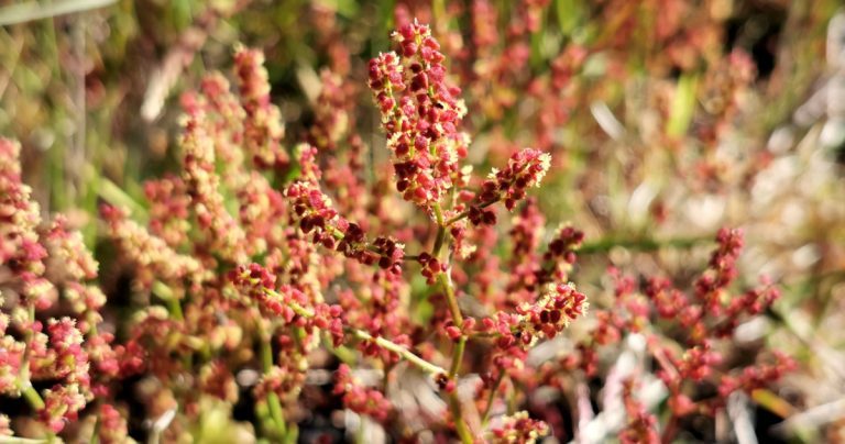  An Samhadh Caorach Rumex acetosella