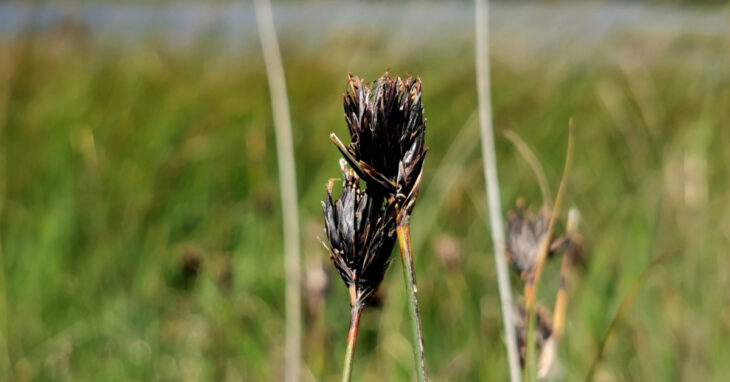  An Sifín Schoenus nigricans