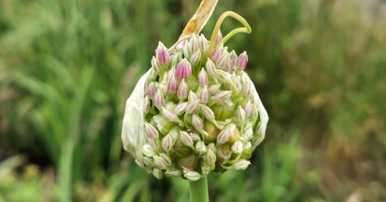  An Chainneann Fhiáin Allium ampeloprasum