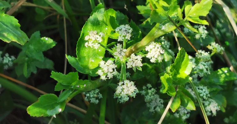  An Gunna Uisce Apium nodiflorum