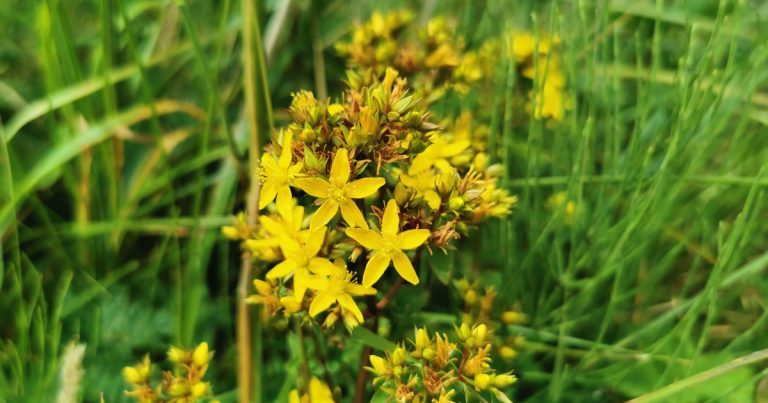 An Beathnua Fireann Hypericum tetrapterum