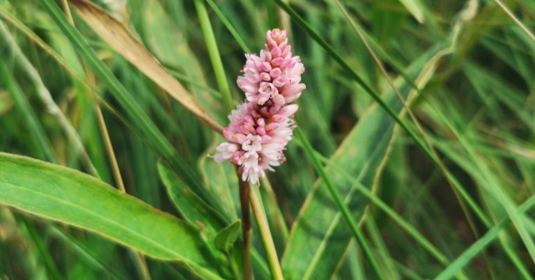  An Ghlúineach Uisce Persicaria amphibia