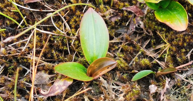  An Liach Mhóna Potamogeton polygonifolius