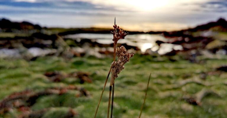  An Meathán Mara Juncus maritimus