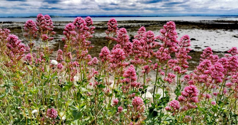  An Slán Iomaire Centranthus ruber