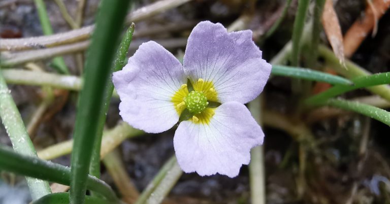  An Chorrchopóg Bheag Baldellia ranunculoides