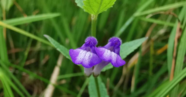  An Cochall Scutellaria galericulata