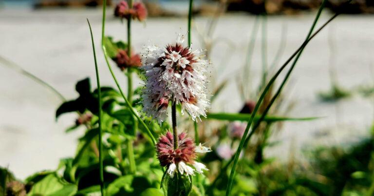  An Mismín Mionsach Mentha aquatica