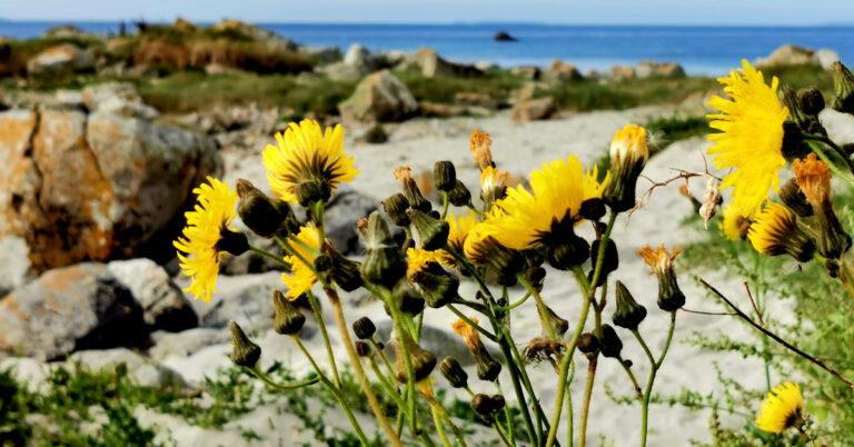  An Bleachtán Léana Sonchus arvensis