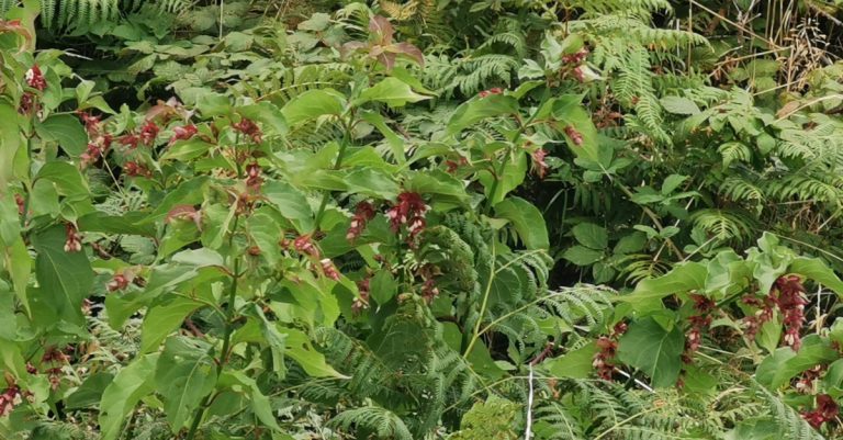 An Féithleann Álainn Leycesteria formosa