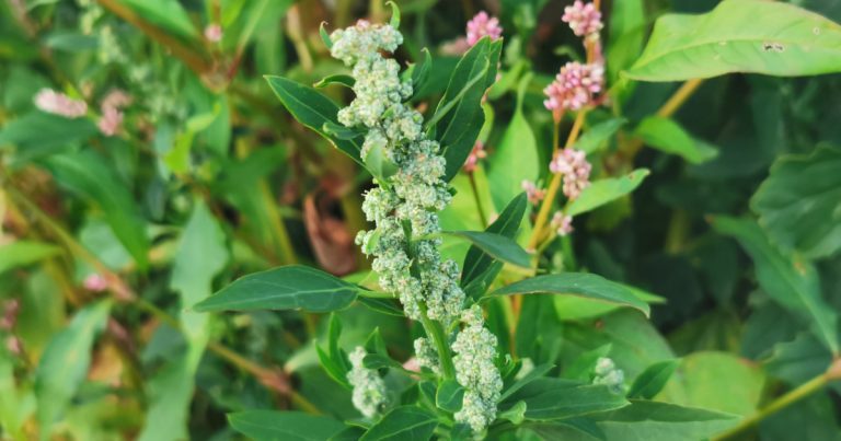  An Blonagán Bán Chenopodium album