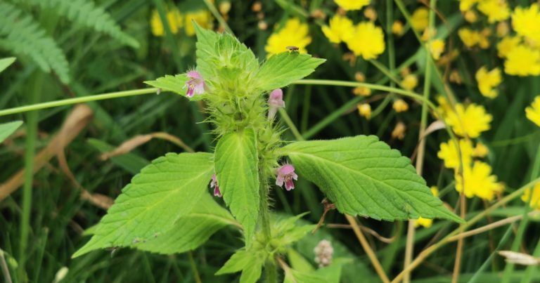  An Ga Buí Scoiltliopach Galeopsis bifida