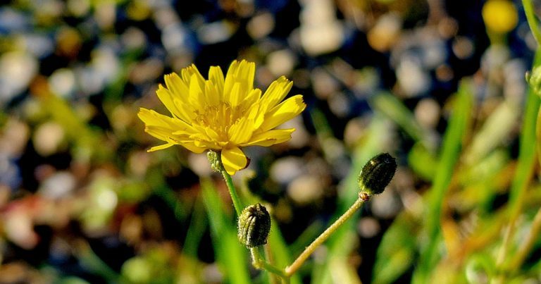  Crág Phortáin Scorzoneroides autumnalis