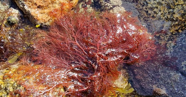 An Fheamainn Shúilíneach Choinínchluasach Porphyrodiscus simulans