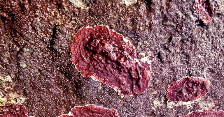 Lithophyllum incrustans