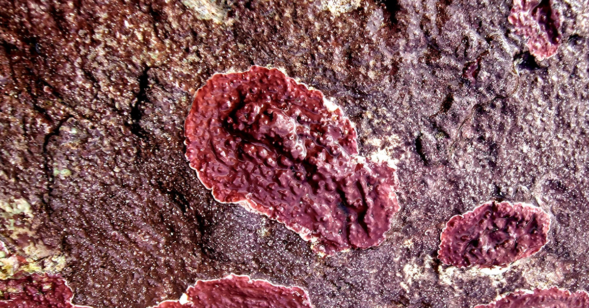 You are currently viewing Lithophyllum incrustans