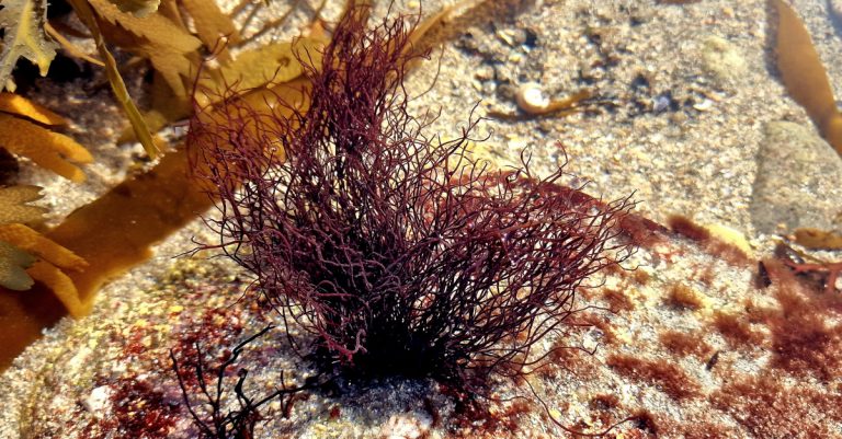 Ahnfeltia plicata