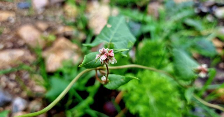  An Ghlúineach Dhubh Fallopia convolvulus