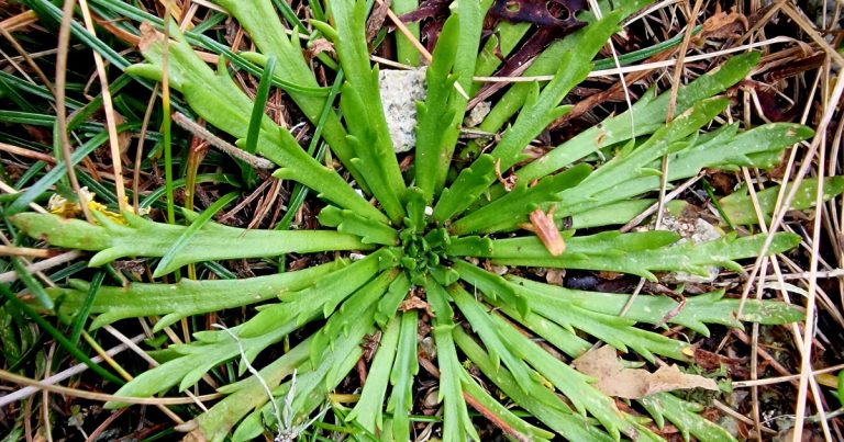  Adharca Fia Plantago coronopus