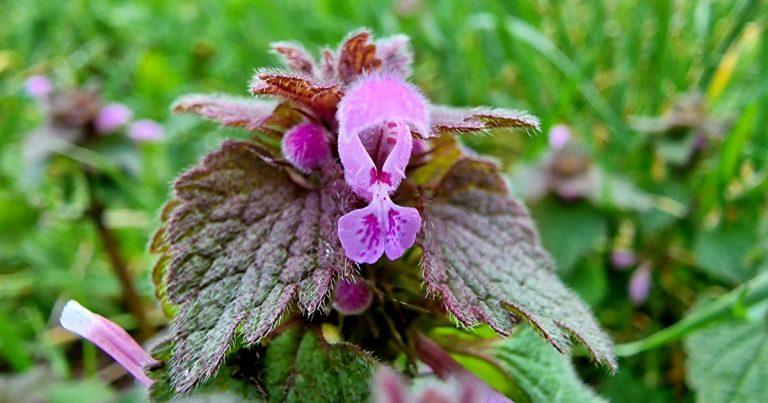  An Chaochneantóg Dhiosctha Lamium hybridum