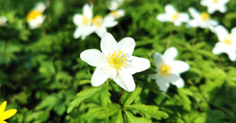  An Nead Choille Anemone nemorosa