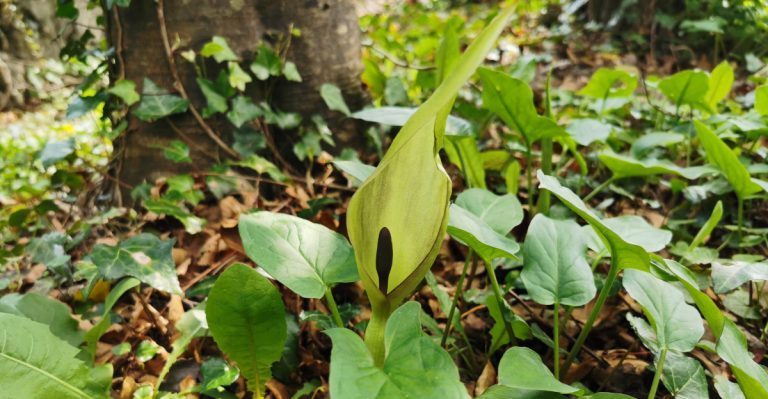  An Chluas Chaoin Arum maculatum